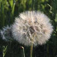 Козодой. :: Игорь Родионов