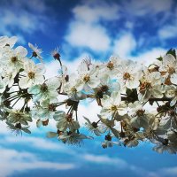 Вишня цветёт ... :: Владимир Шошин