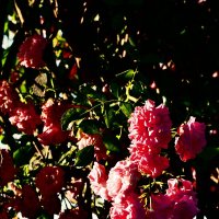 Летние этюды 22 :: Алексей Кузнецов