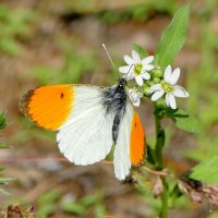 опять про бабочек 10 :: Александр Прокудин