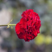 Спасибо, человек: ты мне не сделал зла... :: Валерий Басыров