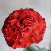 Несорванный цветок. Он - лучше всех букетов... :: Валерий Басыров Несорванный цветок. Он - лучше всех букетов... :: Валерий Басыров