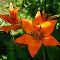 Оранжевые лилии :: Наиля Оранжевые лилии :: Наиля