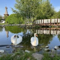 Лебеди на пруду :: Александр Конов