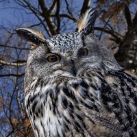 Филин :: SanSan 