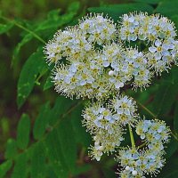 Июнь...Цветы рябины! :: Владимир 