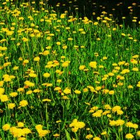 Июнь...Еще цветущие одуванчики! :: Владимир 