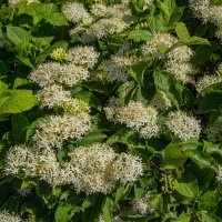 Лягустра :: Анатолий Чикчирный