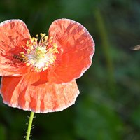 Летний этюд :: Татьяна Лютаева