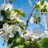 Весна :: Larisa Kuznetsova