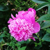 Пион :: Рита Симонова