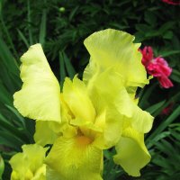 Солнечный красавец :: Людмила Смородинская