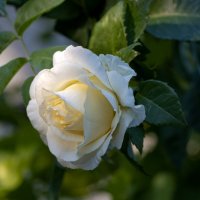 Восходит сонце на востоке... :: Валерий Басыров