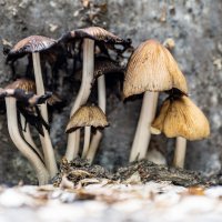 Грибы на ступеньках :: Сергей Флетчер