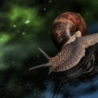 Космическое путешествие улитки. :: Владимир Безбородов