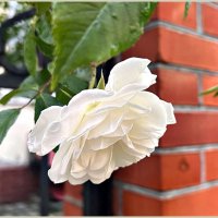 Белая. :: Валерия Комова