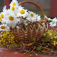 полевые цветы..... :: Ольга Cоломатина