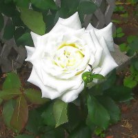 Белая роза у дома. :: Ольга Довженко