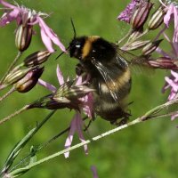 *** :: Зоя Мишина