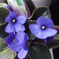 Фиалка :: Freddy 97