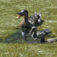 Островок чистой воды.... :: Анатолий Анищик