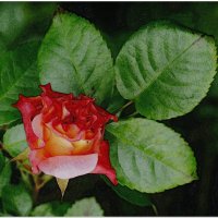 РОЗА... :: Elvira E. 