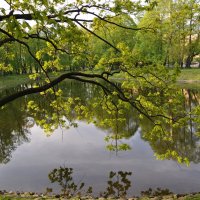 В Михайловском саду :: Татьяна Машошина