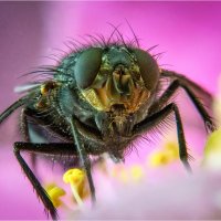 Мухопортрет :: Алексей Мезенцев