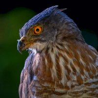 Ястреб-перепелятник :: Aleksey Afonin Ястреб-перепелятник :: Aleksey Afonin