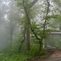 Туман в лесу :: Виктор 