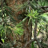 Сосновый молодняк :: Любовь 