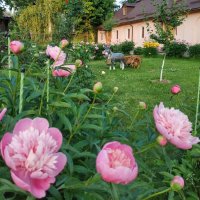 пионы цветут... :: Валентина. .