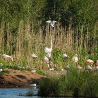 Там, где фламинго... :: Николай Гирш