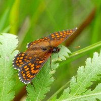 опять про бабочек 12 :: Александр Прокудин