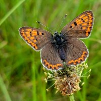 опять про бабочек 15 :: Александр Прокудин