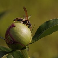 Оса на пионе :: Сергей Швечков