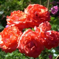 Розы. :: Ирина ***