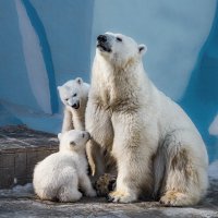 Белый :: SanSan 