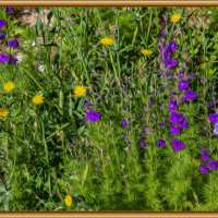 Цветы :: Анатолий Чикчирный Цветы :: Анатолий Чикчирный