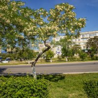 Акация :: Анатолий Чикчирный