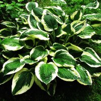 Хоста :: Людмила Смородинская Хоста :: Людмила Смородинская