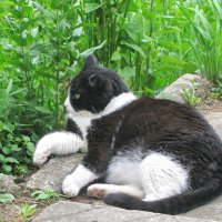 Наблюдает за порядком :: Людмила Смородинская