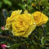 Жёлтые розы :: Валентин Семчишин Жёлтые розы :: Валентин Семчишин