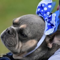 Москва. Парад французских бульдогов в усадьбе «Воронцово». :: Наташа ***** Москва. Парад французских бульдогов в усадьбе «Воронцово». :: Наташа *****