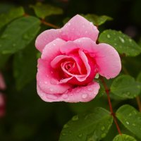 Доброе утро :: Юрий. Шмаков Доброе утро :: Юрий. Шмаков