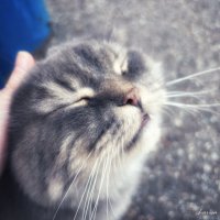 Кошка :: Larisa Kuznetsova