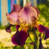 Ирис. :: Петр Беляков