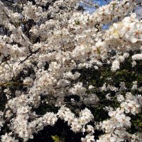 Пора весеннего цветения. :: VasiLina *