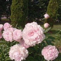 Пионы :: Елена Семигина Пионы :: Елена Семигина