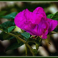 Шиповник :: Владимир Кроливец Шиповник :: Владимир Кроливец